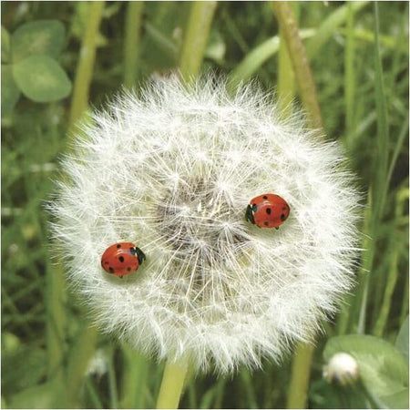 RAYHER---20-PEZZI---CONFEZIONE-DA-20-TOVAGLIOLI-PER-DECOUPAGE-33X33CM---CON-SOFFIONE-E-COCCINELLA