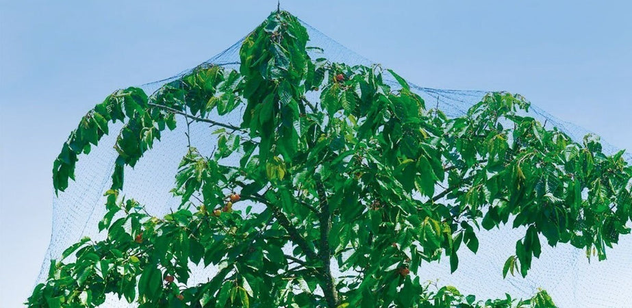 RETE ANTI UCCELLI PROTEZIONE ORTAGGI VERDE 4 X 3 METRI GIARDINO ORTO ANTIUCCELLI Giardino e giardinaggio/Giardinaggio/Prodotti fitosanitari e pesticidi/Reti protettive Trade Shop italia - Napoli, Commerciovirtuoso.it