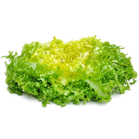 Semi di invidia "Riccia pancalieri costa bianca" piante per orto e giardino coltivazione domestica e professionale