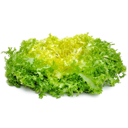 Semi di invidia Riccia pancalieri costa bianca piante per orto e giardino coltivazione domestica e professionale