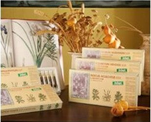 RUSCUS-ACUL-COMP-12F-STV