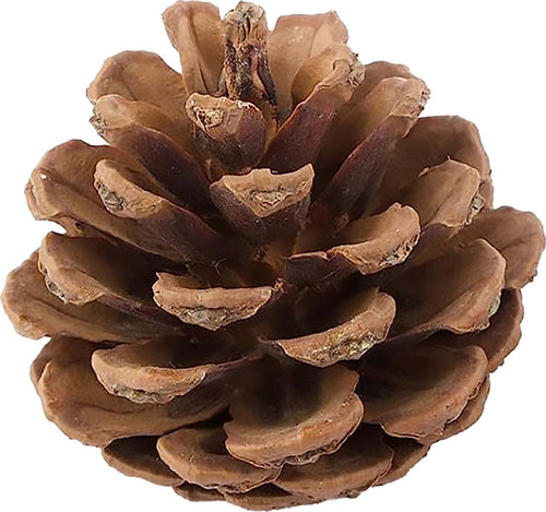 Sacchetto con Pigne, ideale per decorare l'albero di Natale, da 50 grammi Casa e cucina/Decorazioni per interni/Addobbi e decorazioni per ricorrenze/Decorazioni natalizie/Ghirlande e corone MagiediNatale.it - Altamura, Commerciovirtuoso.it