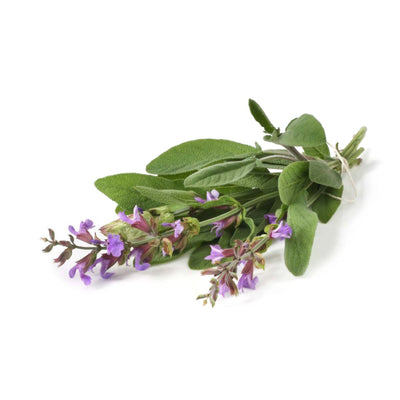 Semi di salvia selvatica piante aromatiche per orto e giardino