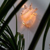 Seletti Heart Lamp Lampada da Parete