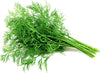 Semi di Aneto piante per orto e giardino coltivazione domestica e professionale Giardino e giardinaggio/Piante semi e bulbi/Piante da esterno/Vegetali La Zappa - Altamura, Commerciovirtuoso.it
