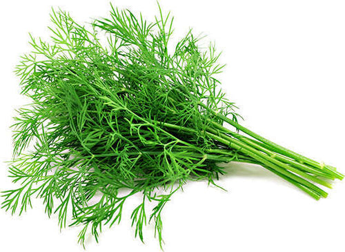 Semi di Aneto piante per orto e giardino coltivazione domestica e professionale Giardino e giardinaggio/Piante semi e bulbi/Piante da esterno/Vegetali La Zappa - Altamura, Commerciovirtuoso.it