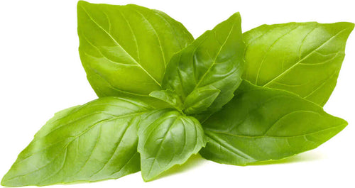 Semi di basilico al limone piante per orto e giardino coltivazione domestica e professionale Giardino e giardinaggio/Piante semi e bulbi/Piante da esterno/Vegetali La Zappa - Altamura, Commerciovirtuoso.it