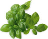 Semi di basilico italiano classico per pesto con foglie profumate per orto e giardino Giardino e giardinaggio/Piante semi e bulbi/Piante da esterno/Erbe aromatiche La Zappa - Altamura, Commerciovirtuoso.it