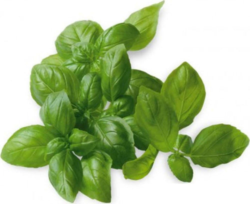 Semi di basilico italiano classico per pesto con foglie profumate per orto e giardino Giardino e giardinaggio/Piante semi e bulbi/Piante da esterno/Erbe aromatiche La Zappa - Altamura, Commerciovirtuoso.it