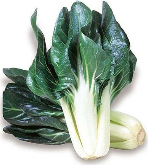 Semi-di-bietola-verde-costa-larga-argentata-3-piante-per-orto-e-giardino-kg-0,5