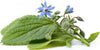 Semi di borraggine selvatica piante aromatiche da orto, giardino e balcone Giardino e giardinaggio/Piante semi e bulbi/Piante da esterno/Vegetali La Zappa - Altamura, Commerciovirtuoso.it