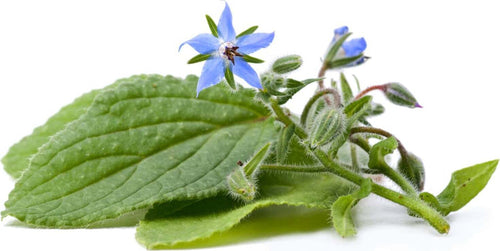 Semi di borraggine selvatica piante aromatiche da orto, giardino e balcone Giardino e giardinaggio/Piante semi e bulbi/Piante da esterno/Vegetali La Zappa - Altamura, Commerciovirtuoso.it