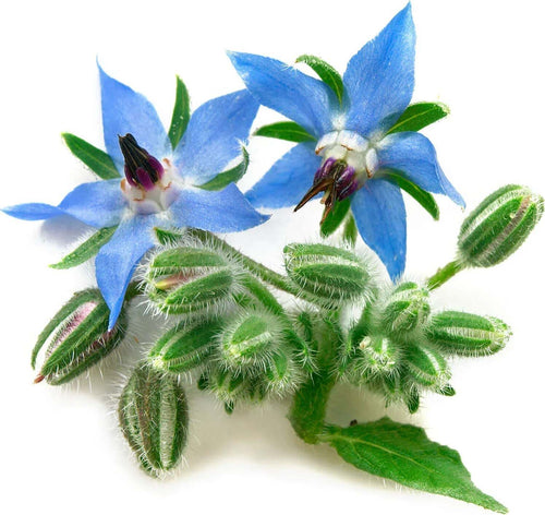 Semi di Borragine piante per orto e giardino coltivazione domestica e professionale Giardino e giardinaggio/Piante semi e bulbi/Sementi/Erbe aromatiche La Zappa - Altamura, Commerciovirtuoso.it