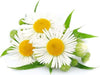Semi di camomilla pianta aromatica per orto e giardino Giardino e giardinaggio/Piante semi e bulbi/Piante da esterno/Vegetali La Zappa - Altamura, Commerciovirtuoso.it