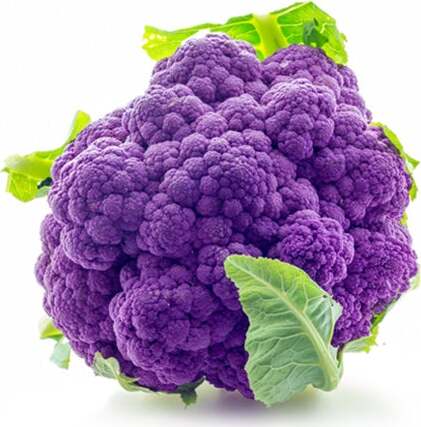 Semi di cavolfiore violetto di Sicilia precoce piante per orto e giardino Giardino e giardinaggio/Piante semi e bulbi/Piante da esterno/Vegetali La Zappa - Altamura, Commerciovirtuoso.it