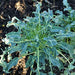Semi di Cavolo Broccolo a getti di Napoli piante per orto e giardino Giardino e giardinaggio/Piante semi e bulbi/Piante da esterno/Vegetali La Zappa - Altamura, Commerciovirtuoso.it