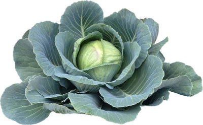 Semi di Cavolo Cappuccio mercato di Copenhagen 2 per orto e giardino