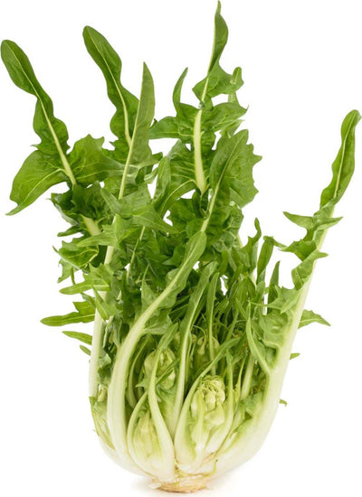 Semi di Cicoria Catalogna a foglie frastagliate piante per orto e giardino