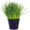 Semi di erba cipollina piante per orto e giardino coltivazione domestica e professionale Giardino e giardinaggio/Piante semi e bulbi/Sementi/Erbe aromatiche La Zappa - Altamura, Commerciovirtuoso.it