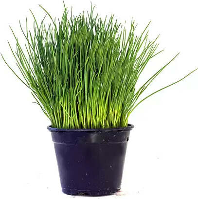 Semi di erba cipollina piante per orto e giardino coltivazione domestica e professionale Giardino e giardinaggio/Piante semi e bulbi/Sementi/Erbe aromatiche La Zappa - Altamura, Commerciovirtuoso.it