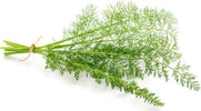 Semi di Finocchio selvatico piante per orto e giardino coltivazione domestica e professionale Giardino e giardinaggio/Piante semi e bulbi/Piante da esterno/Vegetali La Zappa - Altamura, Commerciovirtuoso.it