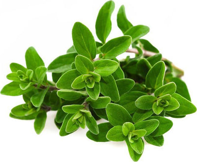 Semi di maggiorana selvatica pianta aromatica per orto e giardino Giardino e giardinaggio/Piante semi e bulbi/Piante da esterno/Vegetali La Zappa - Altamura, Commerciovirtuoso.it