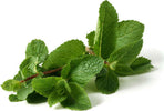 Semi di Menta piante per orto e giardino coltivazione domestica e professionale Giardino e giardinaggio/Piante semi e bulbi/Piante da esterno/Vegetali La Zappa - Altamura, Commerciovirtuoso.it