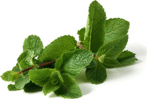 Semi di Menta piante per orto e giardino coltivazione domestica e professionale Giardino e giardinaggio/Piante semi e bulbi/Piante da esterno/Vegetali La Zappa - Altamura, Commerciovirtuoso.it