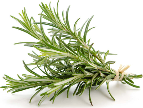 Semi di rosmarino piante per orto e giardino coltivazione domestica e professionale Giardino e giardinaggio/Piante semi e bulbi/Piante da esterno/Vegetali La Zappa - Altamura, Commerciovirtuoso.it