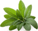 Semi di Salvia piante per orto e giardino coltivazione domestica e professionale Giardino e giardinaggio/Piante semi e bulbi/Piante da esterno/Vegetali La Zappa - Altamura, Commerciovirtuoso.it