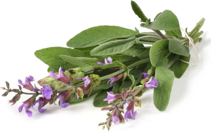 Semi di salvia selvatica piante aromatiche per orto e giardino Giardino e giardinaggio/Piante semi e bulbi/Piante da esterno/Vegetali La Zappa - Altamura, Commerciovirtuoso.it