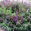Semi di salvia selvatica piante aromatiche per orto e giardino Giardino e giardinaggio/Piante semi e bulbi/Piante da esterno/Vegetali La Zappa - Altamura, Commerciovirtuoso.it