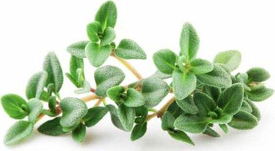 Semi di timo pianta aromatica per orto e giardino Giardino e giardinaggio/Piante semi e bulbi/Piante da esterno/Vegetali La Zappa - Altamura, Commerciovirtuoso.it