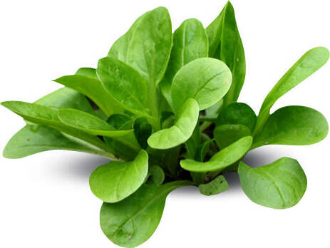 Semi di valeriana piante per orto e giardino coltivazione domestica e professionale Giardino e giardinaggio/Piante semi e bulbi/Piante da esterno/Vegetali La Zappa - Altamura, Commerciovirtuoso.it