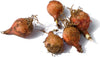 Semi lampascioni muscari pampascioni selvatici piante per orto e giardino Giardino e giardinaggio/Piante semi e bulbi/Piante da esterno/Vegetali La Zappa - Altamura, Commerciovirtuoso.it