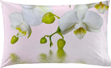 Set 2x Federe Da Letto Novilunio Stampa Digitale 100% Cotone Federe 50x80 Cm Made in Italy Fantasia Orchidea Casa e cucina/Tessili per la casa/Biancheria da letto/Lenzuola e federe/Federe Novilunio - Sesto San Giovanni, Commerciovirtuoso.it