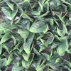 Siepe-artificiale-100x200-Verde-Milani-Home