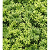 Siepe artificiale Lichene per esterno e giardino da 50 x 50 cm