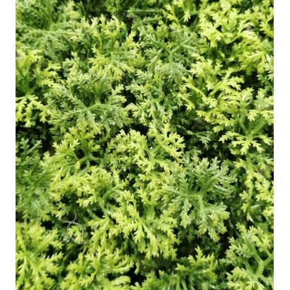 Siepe artificiale "Lichene" per esterno e giardino da 50 x 50 cm