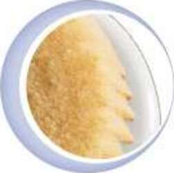 Spazzola e Pettine Chicco Rosa Prima infanzia/Igiene e benessere/Spazzole e pettini La Casa Del Bebè - Napoli, Commerciovirtuoso.it