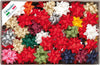 Stelle in Rafia sintetica - 14 mm - in colori natalizi assortiti - Brizzolari - conf. 100 pezzi Casa e cucina/Decorazioni per interni/Addobbi e decorazioni per ricorrenze/Decorazioni natalizie/Fiocchi e nastri Eurocartuccia - Pavullo, Commerciovirtuoso.it