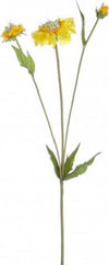 Stelo-Yes-Everyday-0172292-Scabiosa-X3F-Giallo-51-cm