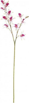 Stelo-Yes-Everyday-0172625-Orchidea-Dendrobium-X11F+2B-Fucsia-H92