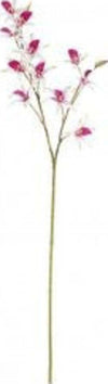 Stelo-Yes-Everyday-0172625-Orchidea-Dendrobium-X11F+2B-Fucsia-H92