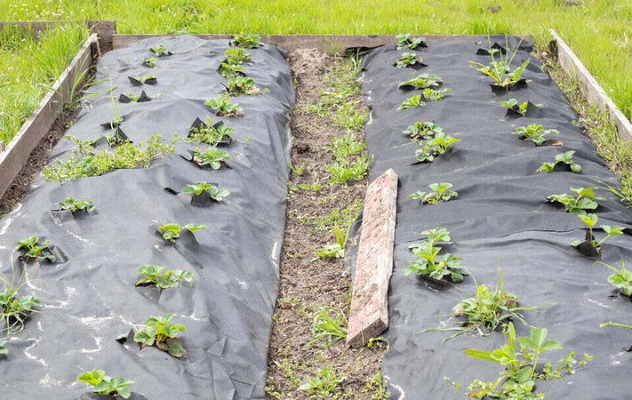 Telo-Antierbacce-telo-anti-pacciamatura-telo-Anti-Erbacce-Ground-Cover-1,6x10-mt