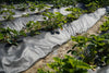 Telo-Antierbacce-telo-anti-pacciamatura-telo-Anti-Erbacce-Ground-Cover-1,6x10-mt