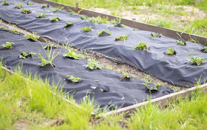 Telo-Antierbacce-telo-anti-pacciamatura-telo-Anti-Erbacce-Ground-Cover-1,6x10-mt