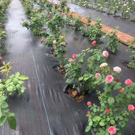 Telo-Antierbacce-telo-anti-pacciamatura-telo-Anti-Erbacce-Ground-Cover-1,6x10-mt