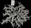 TENDA-LUMINOSA-3X3-MT-LUCI-DI-NATALE-PER-INTERNI-BIANCO-CALDO-O-BIANCO-FREDDO