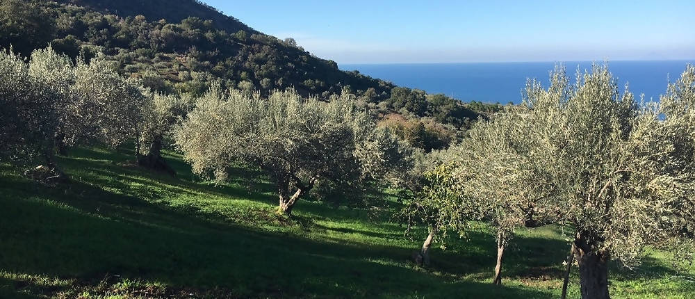 TER DEGUSTIBUS - 3x100ml Olio EVO Biologico Aromatizzato Tris di Oli Aromatizzati BIO agli Agrumi 100% Sicilia Limone Arancia Rossa Mandarino Olio Siciliano Made in Italy Olio EVO Aromatizzato agli agrumi Biologico TERRAVOSTRA Natura Docet - Capo d’Orlando, Commerciovirtuoso.it